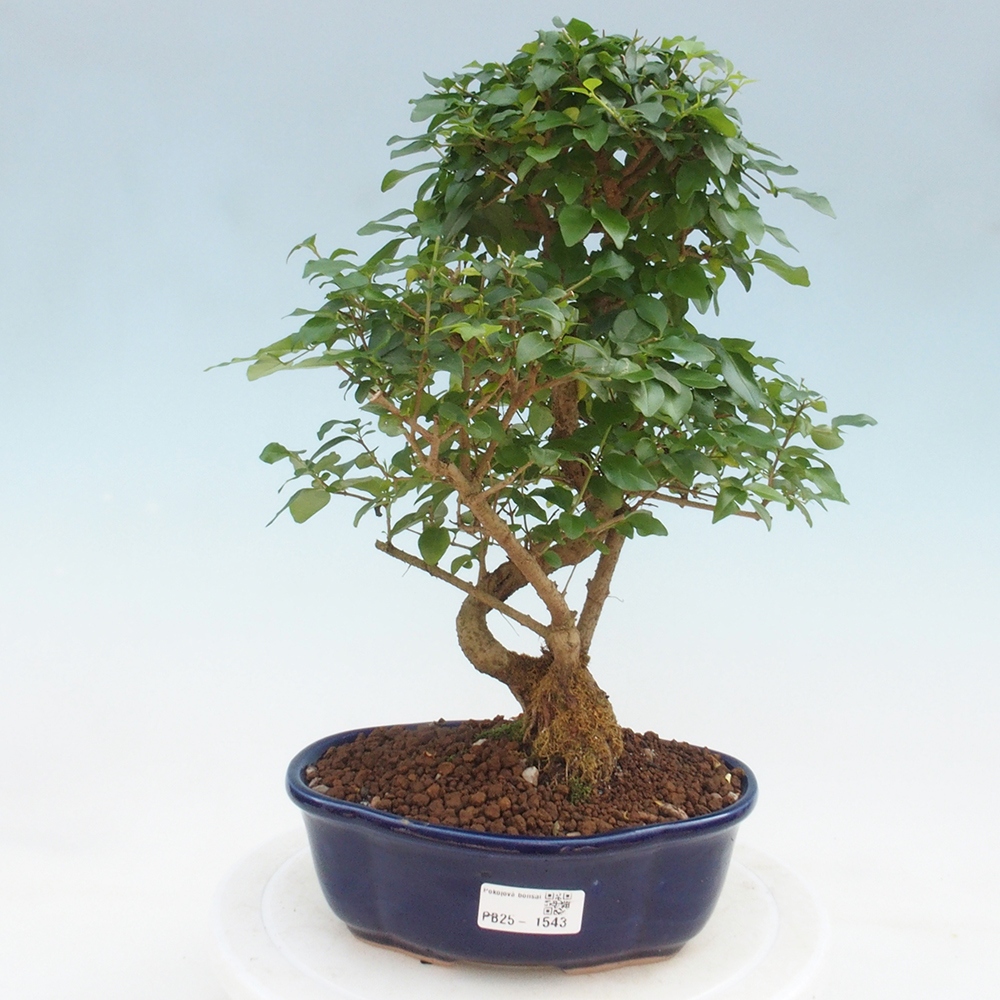 Indoor Bonsai -Ligustrum chinensis - Vogelschnabel