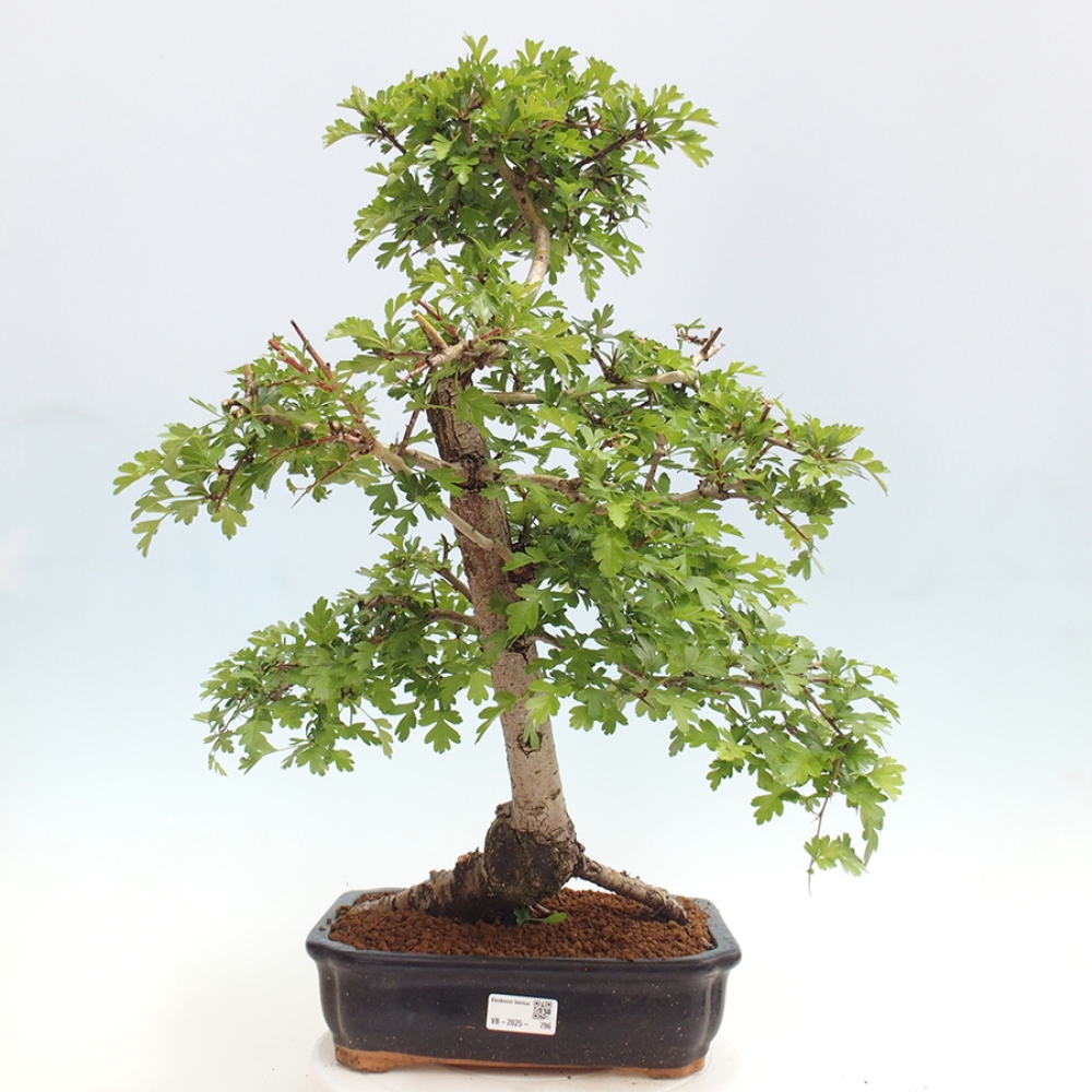 Bonsai im Freien - Weißdorn - Crataegus monogyna