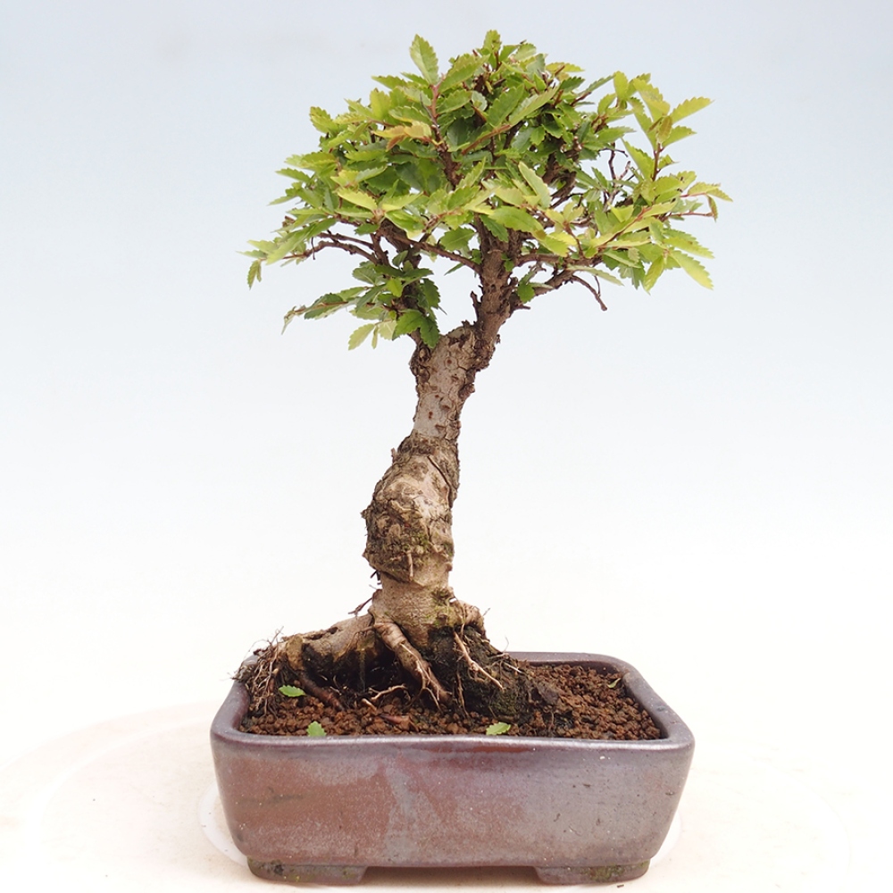 Bonsai im Freien - Zelkova - Zelkova NIRE