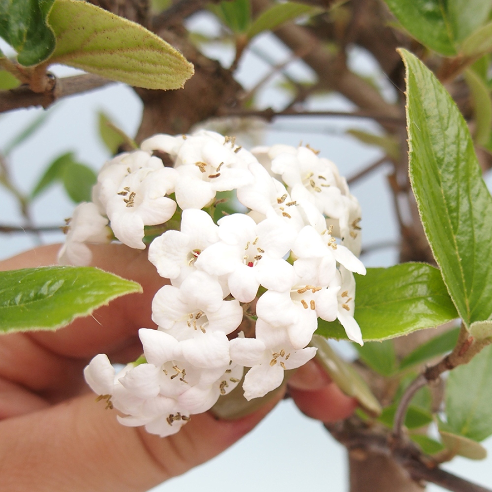 Outdoor-Bonsai-Kalina Bodnanská - Viburum carlesii