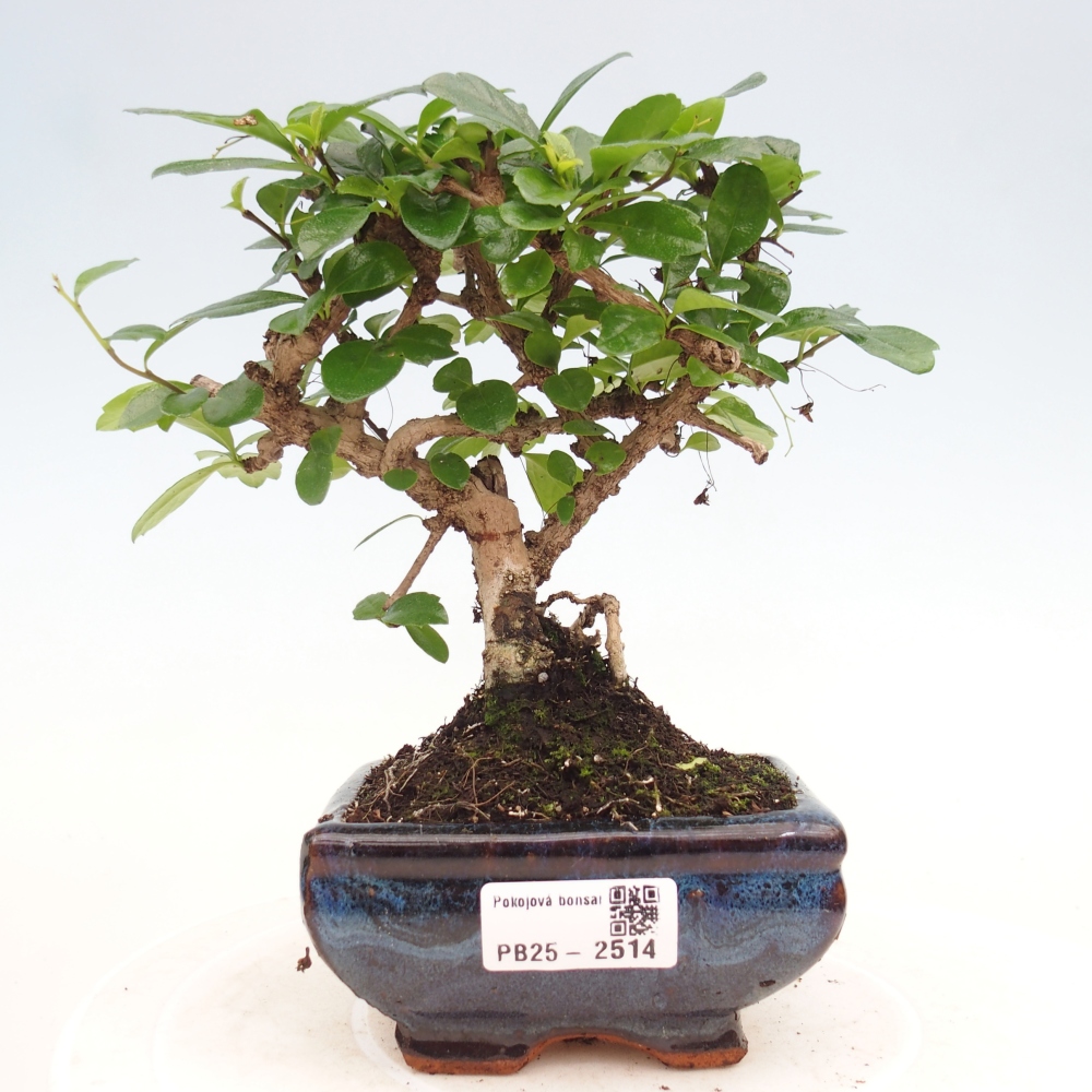 Zimmerbonsai - Carmona Macrophylla - Fuki-Tee