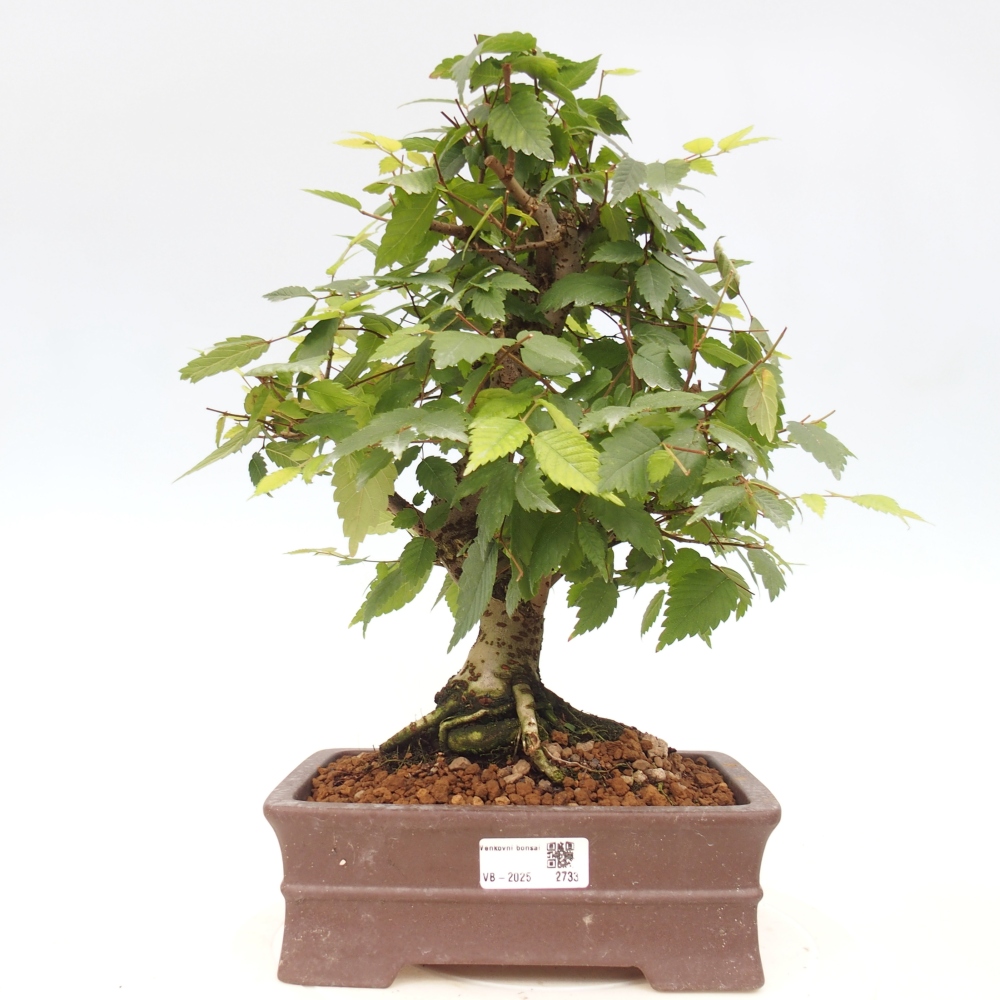 Bonsai im Freien - Zelkova - Zelkova serrata