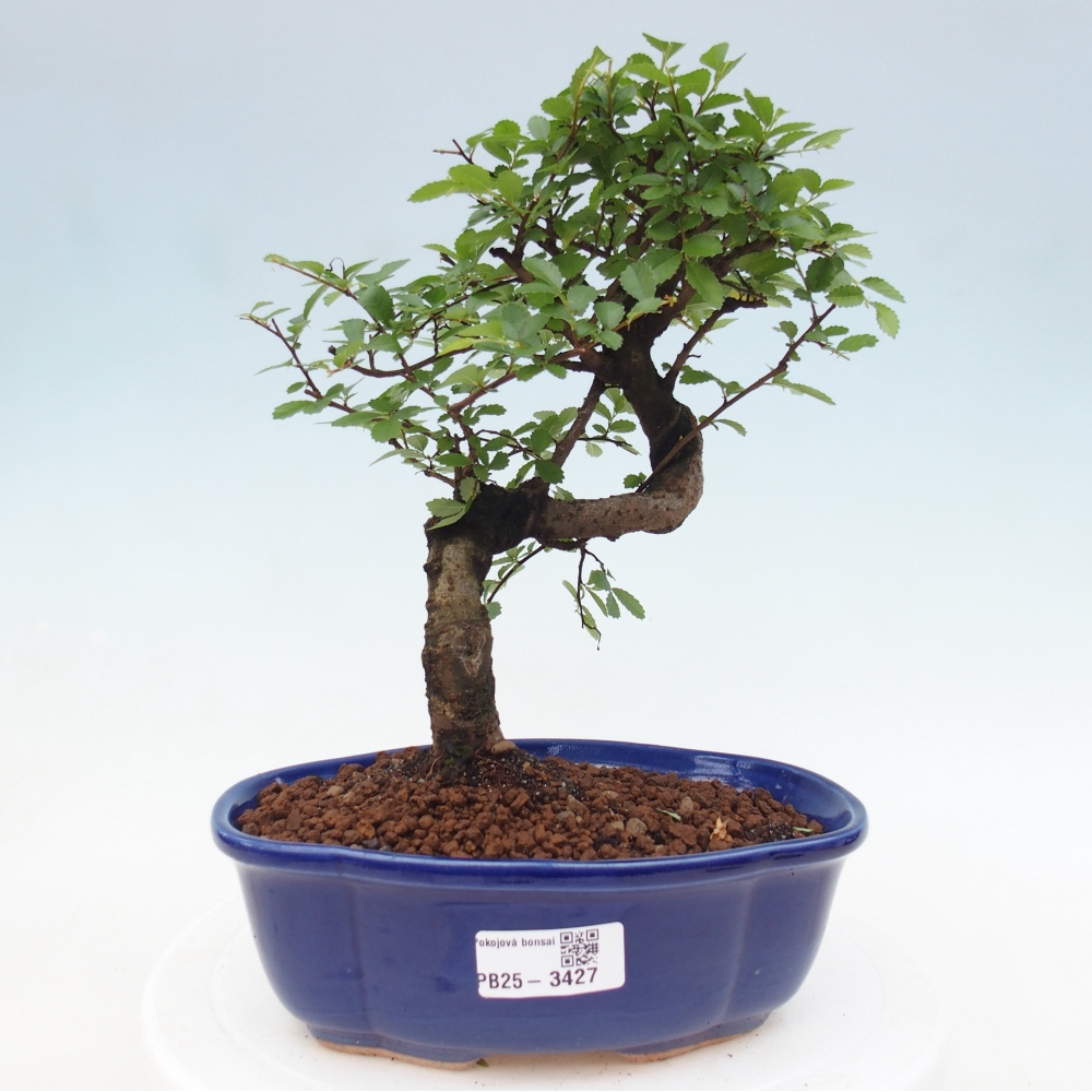 Zimmerbonsai - Ulmus parvifolia - Kleinblättrige Ulme