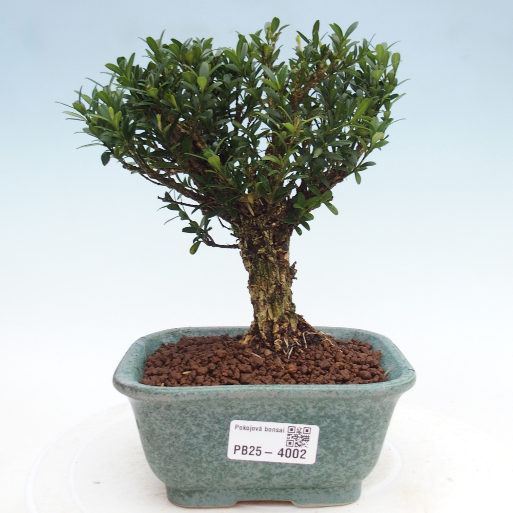 Zimmerbonsai - Buxus harlandii - Korkbuchsbaum