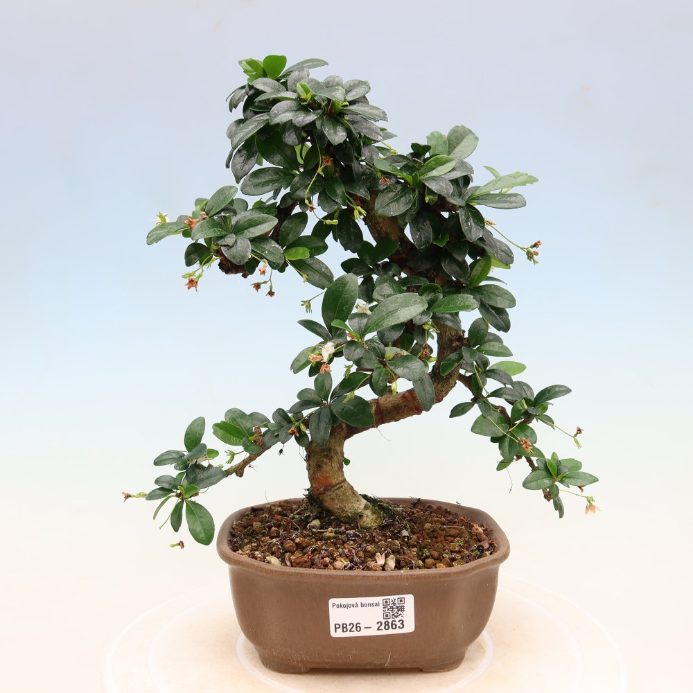 Zimmer-Bonsai - Carmona macrophylla - Tee-Fuki