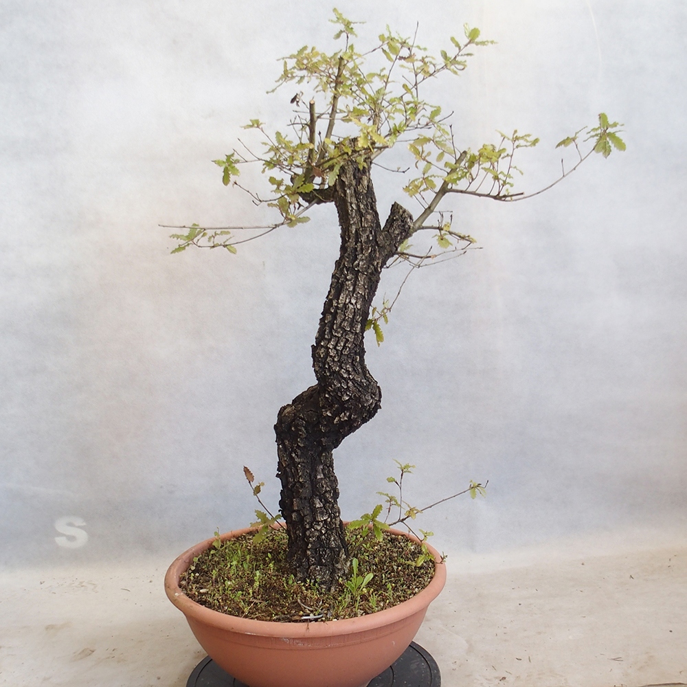 Freilandbonsai Quercus Cerris - Eiche Cer