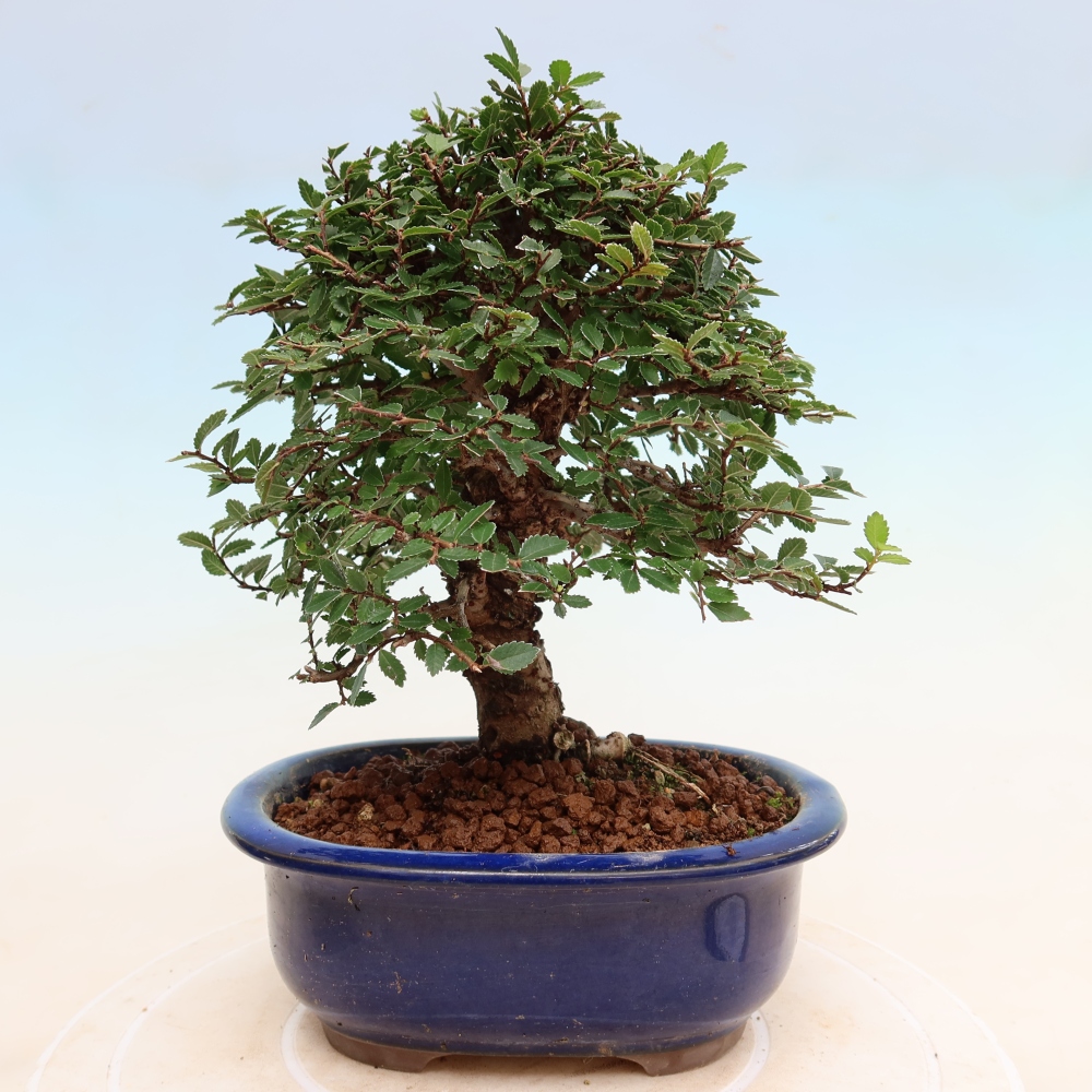Bonsai für draußen - Zelkova - Zelkova NIRE