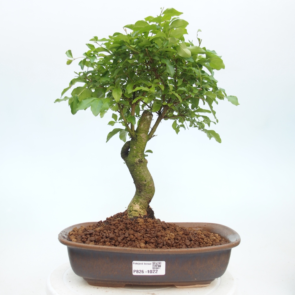Zimmer Bonsai -Ligustrum chinensis - Vogelschnabel