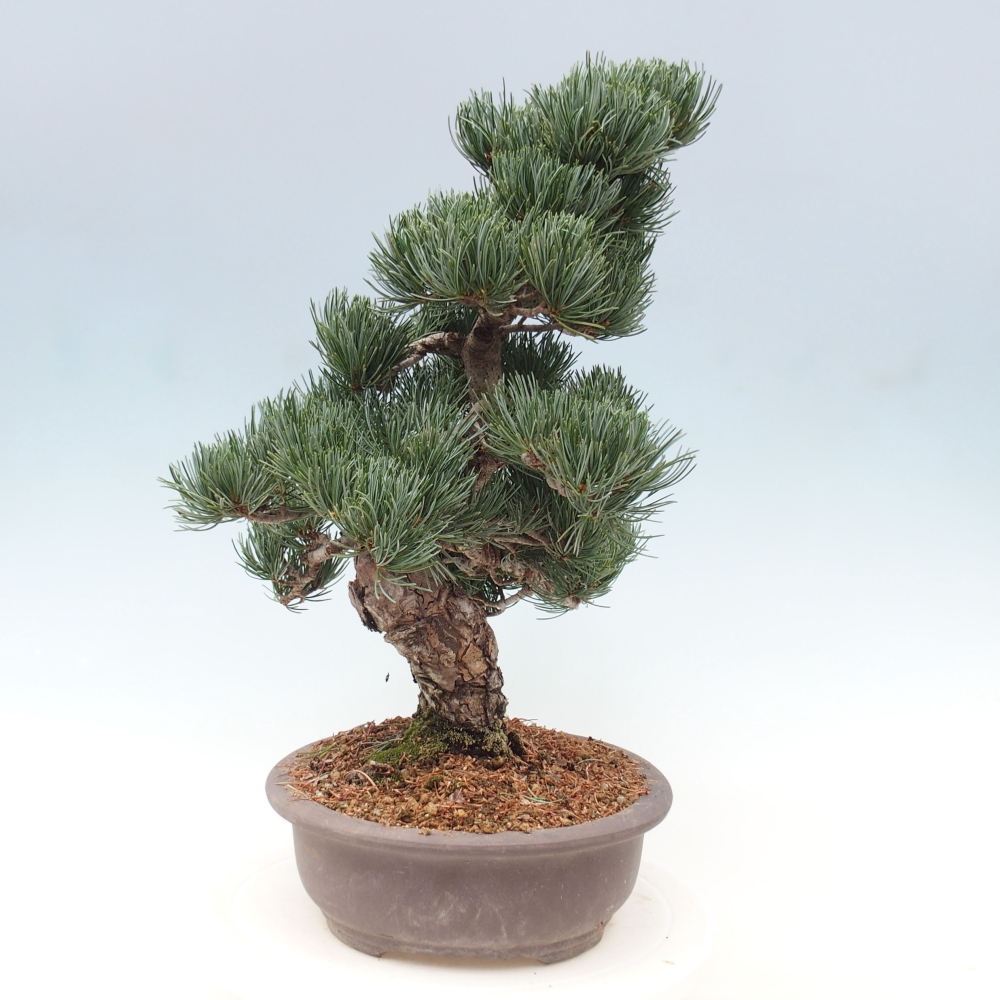 Bonsai im Freien - Pinus parviflora - kleine Kiefer