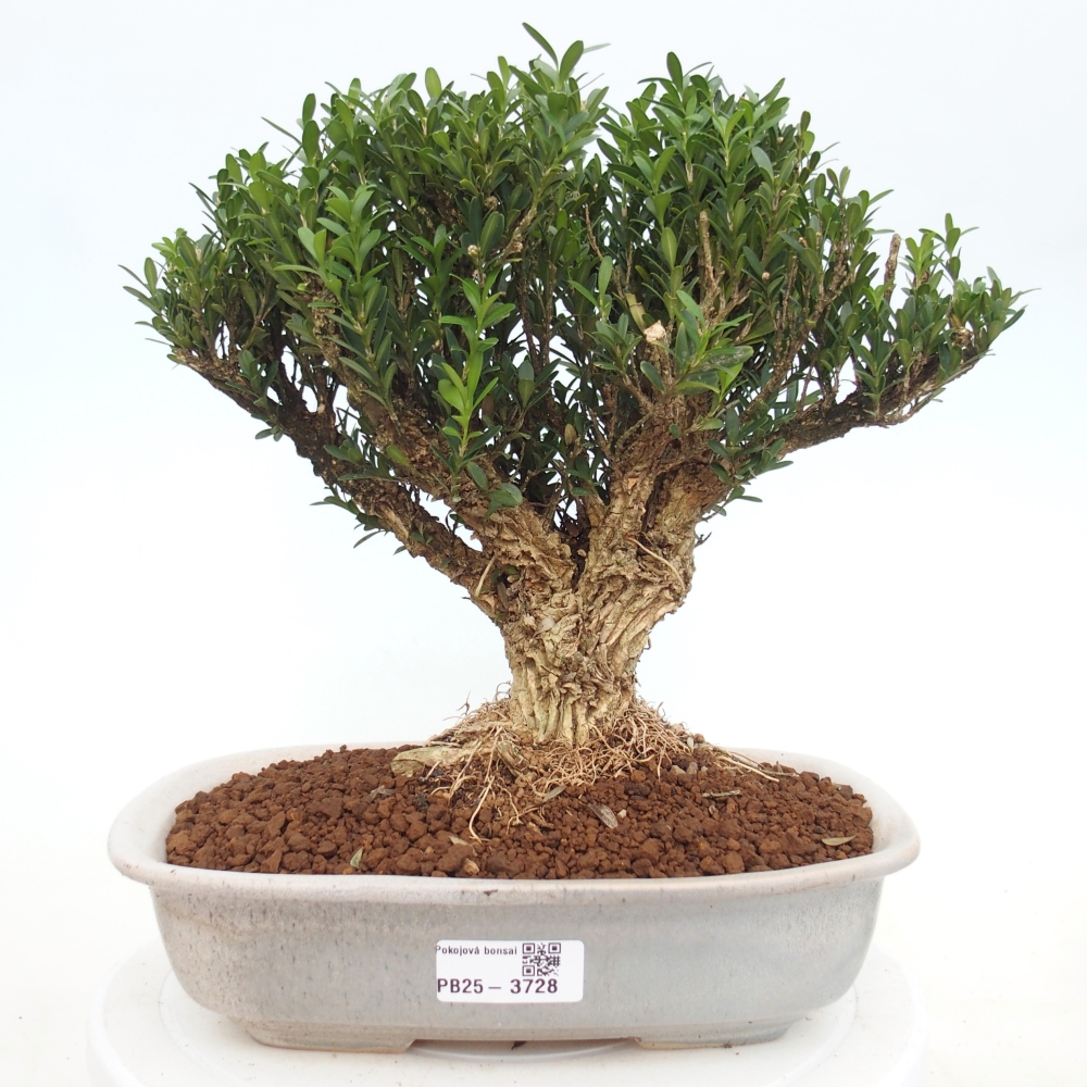 Zimmer Bonsai - Buxus harlandii - Korkbuxus