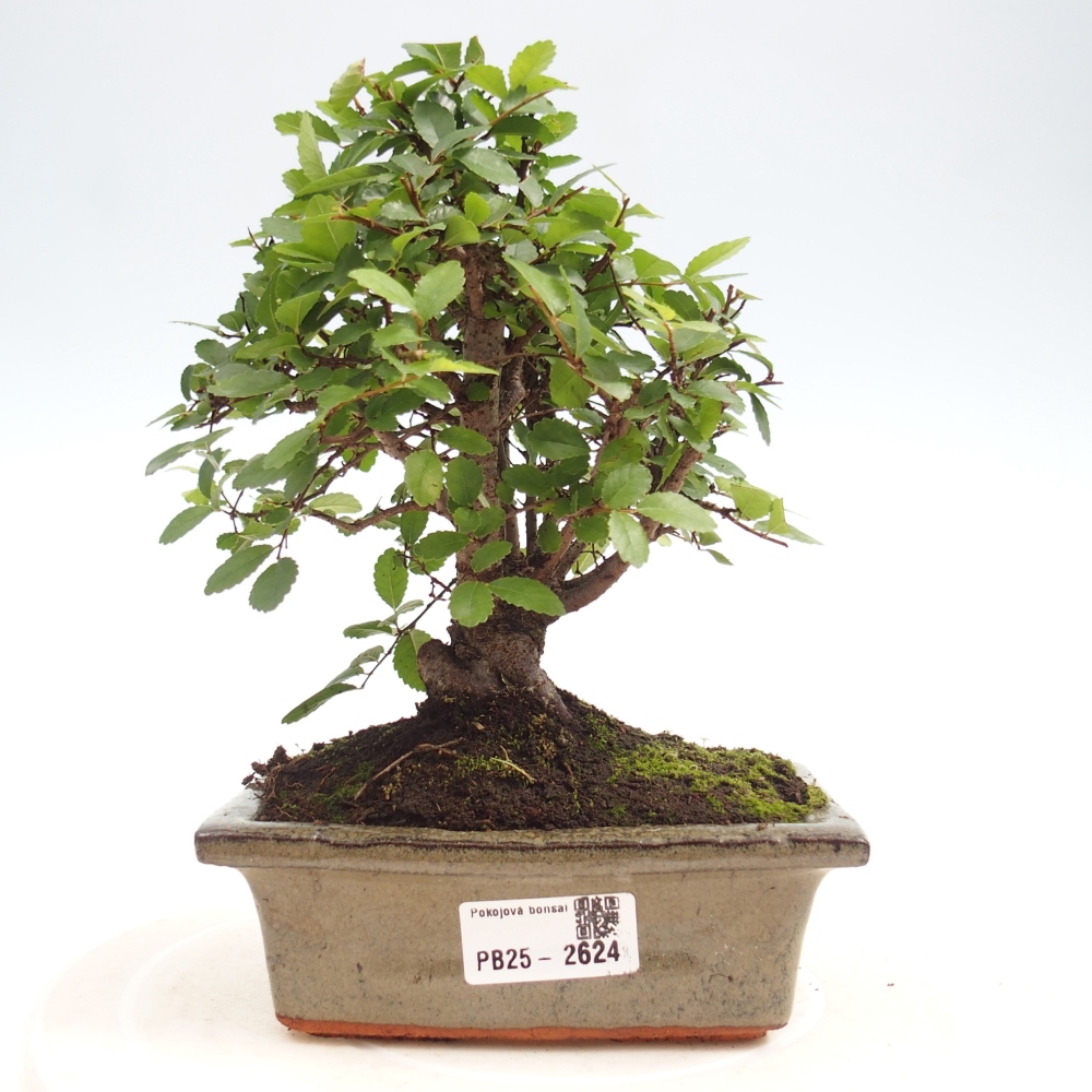 Zimmerbonsai - Ulmus parvifolia - Kleinblättrige Ulme