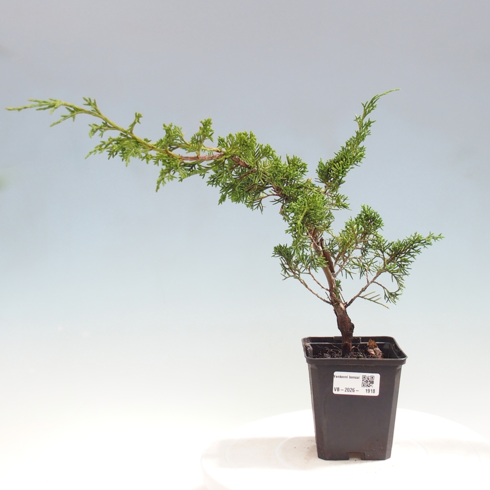 Bonsai für draußen - Juniperus chinensis Itoigawa