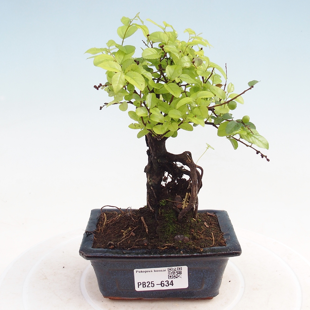 Innenbonsai - Sagerécie Thea - Sagerécie Thea