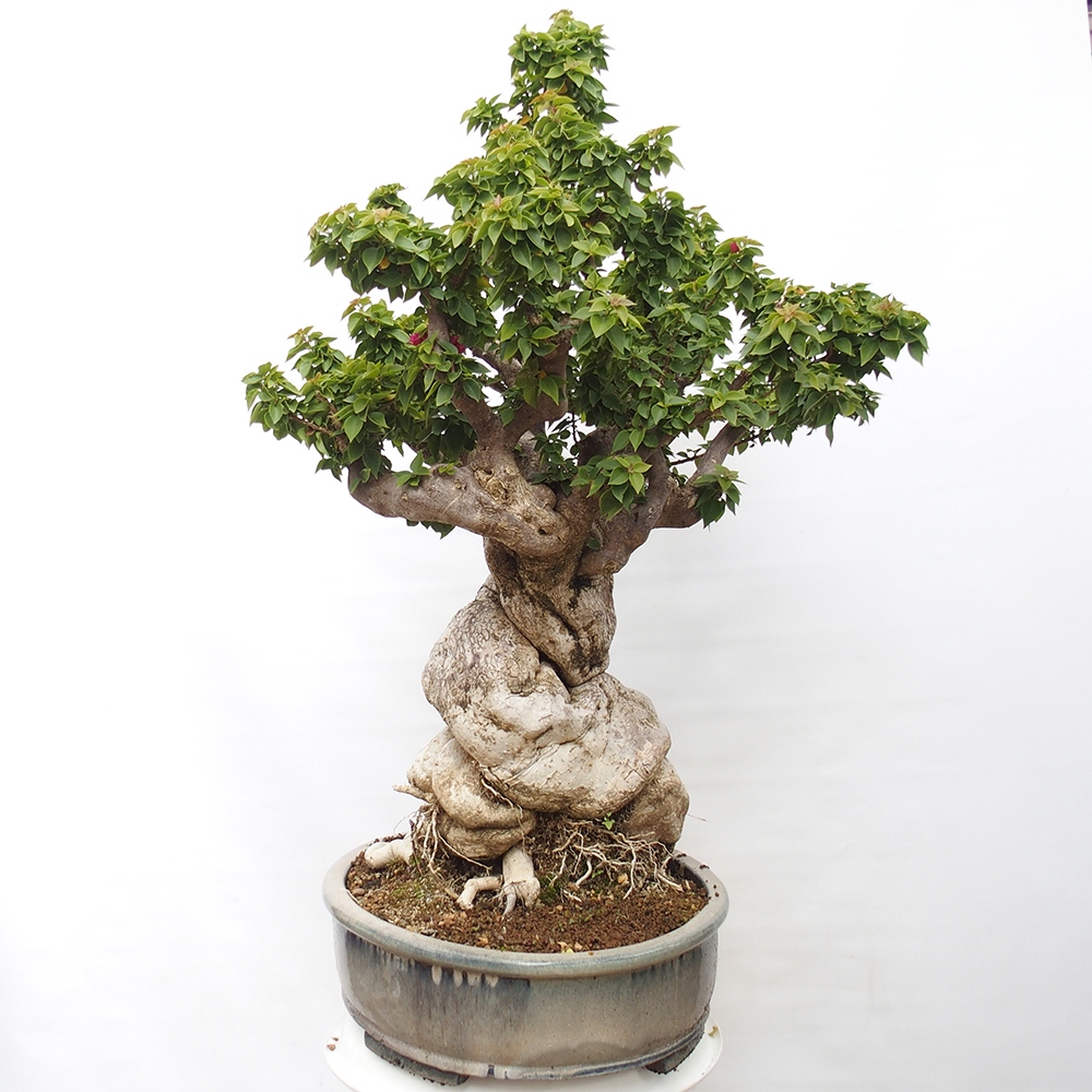 Zimmerbonsai - Bouganwilea