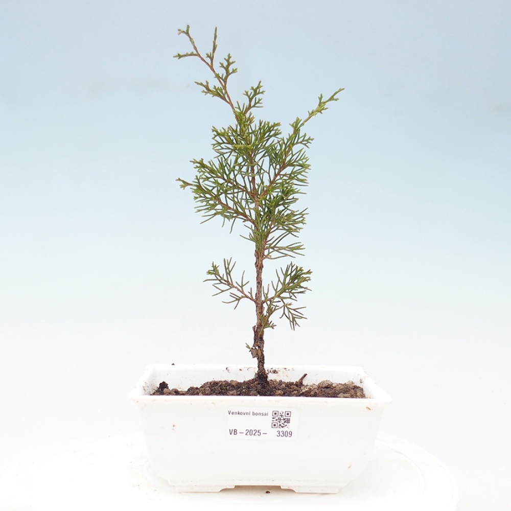 Outdoor bonsai - Juniperus chinensis Itoigawa - Chinese juniper
