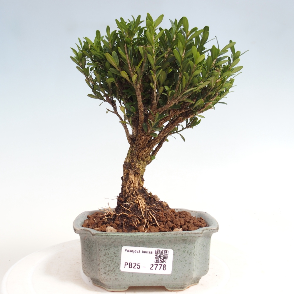 Zimmer Bonsai - Buxus harlandii - Kork Buchsbaum