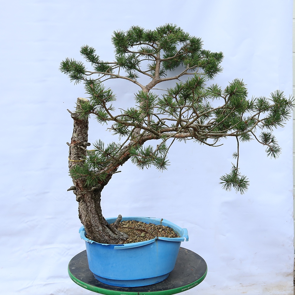 Pinus sylvestris Spanien – Waldkiefer