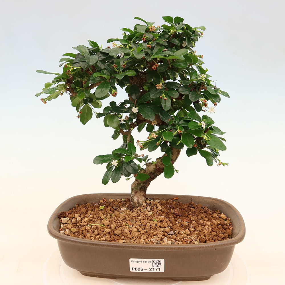 Zimmer-Bonsai - Carmona macrophylla - Tee-Fuki