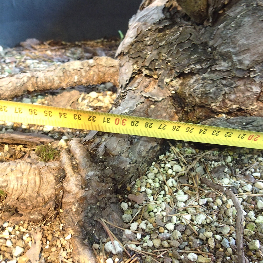 Yamadori - Pinus sylvestris Spanien