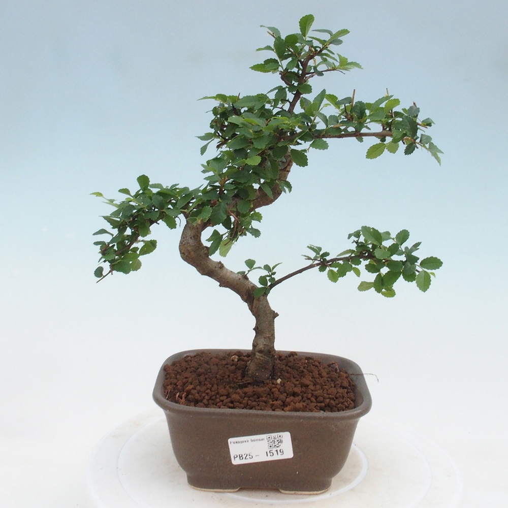 Zimmer Malolistý Ulme Bonsai