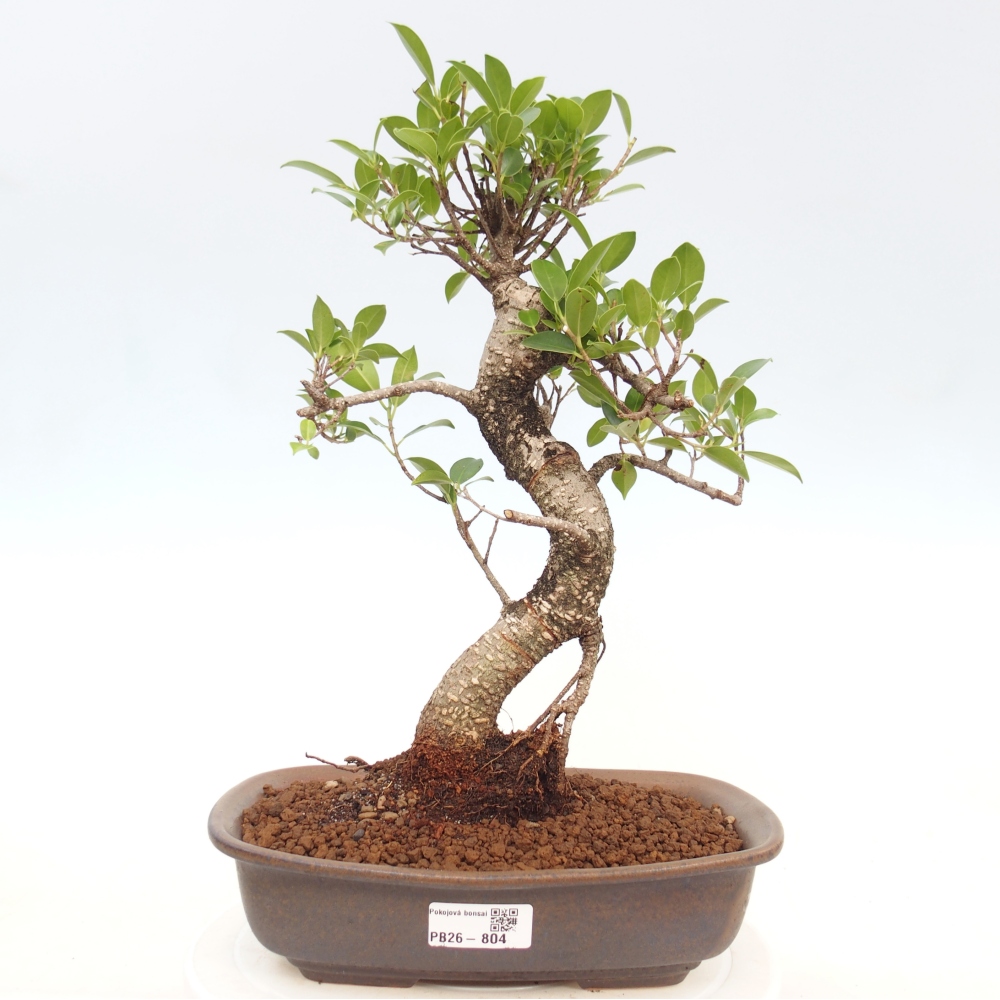 Indoor-Bonsai - Ficus kimmen - kleinblättriger Ficus