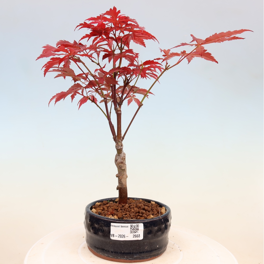 Bonsai für draußen - Acer-Palme. Atropurpureum-Javor palmate