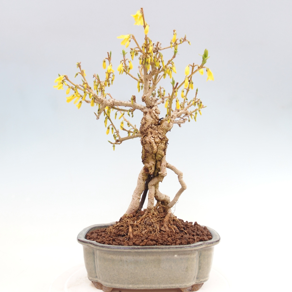 Bonsai für draußen - Zlatice - Forsythia koreana