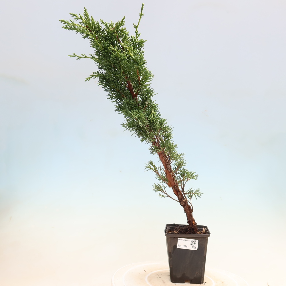 Bonsai für draußen - Juniperus chinensis Kishu