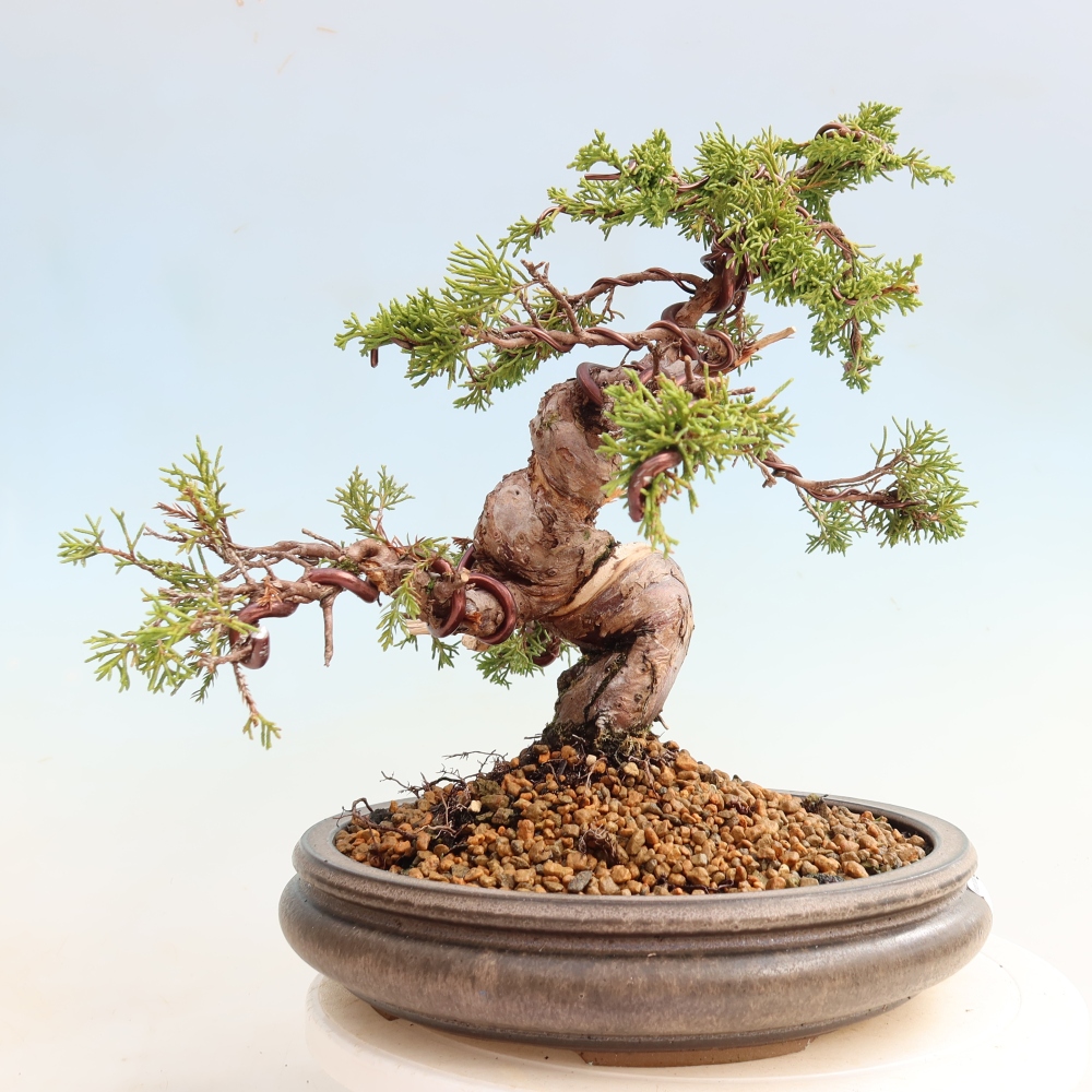 Bonsai für draußen - Juniperus chinensis Itoigawa-Juniperus chinensis