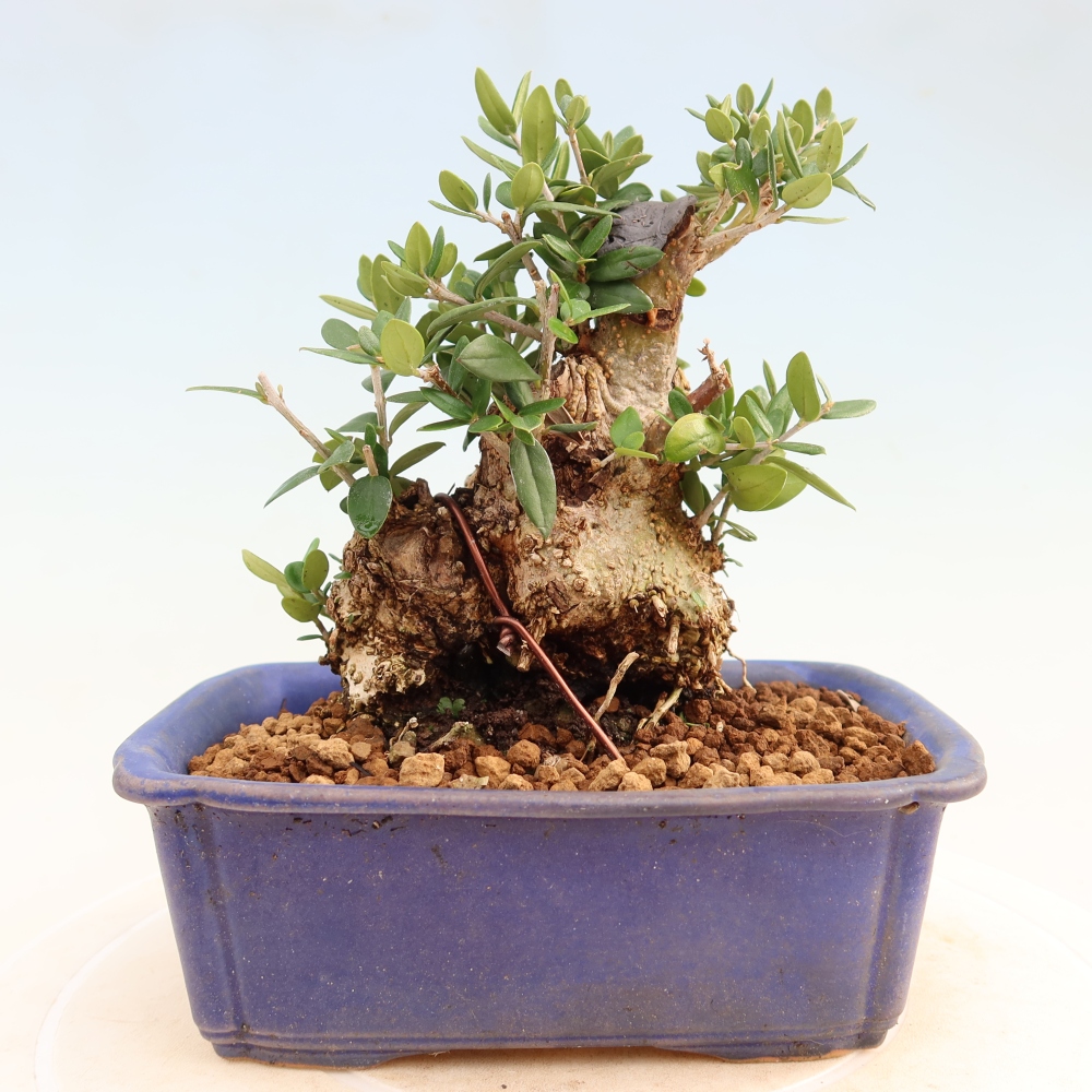 Zimmerbonsai - Olea europaea sylvestris