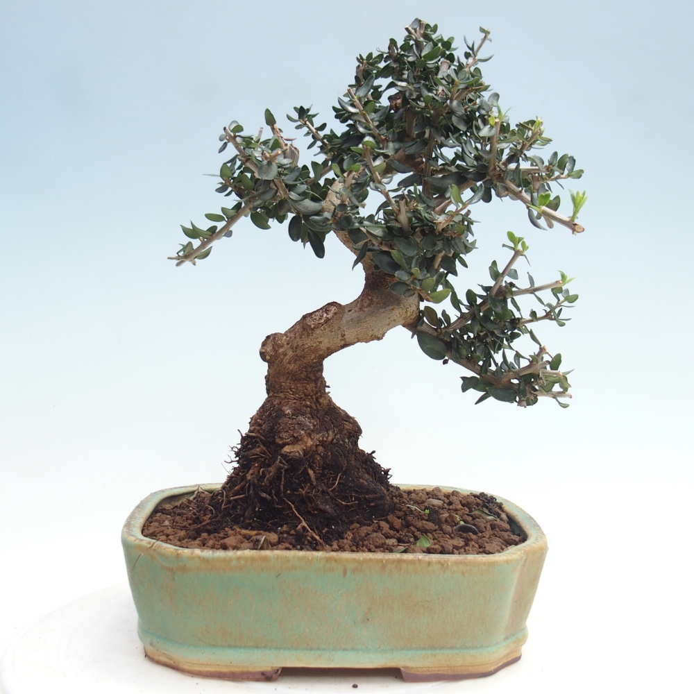 Zimmerbonsai - Olea europaea sylvestris