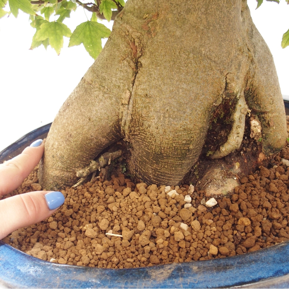 Bonsai im Freien - Ahorn Buergerianum - Burger Maple