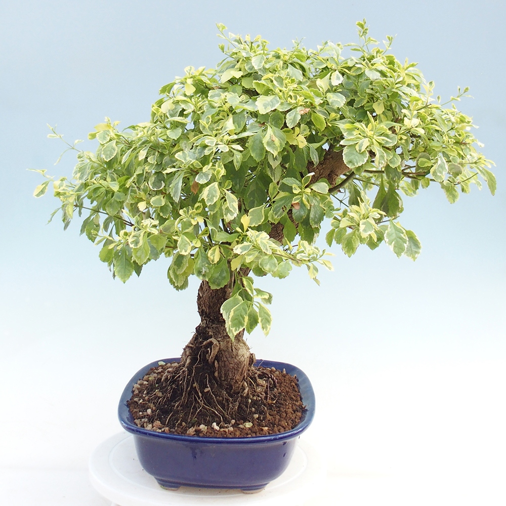 Zimmerbonsai - Duranta variegata
