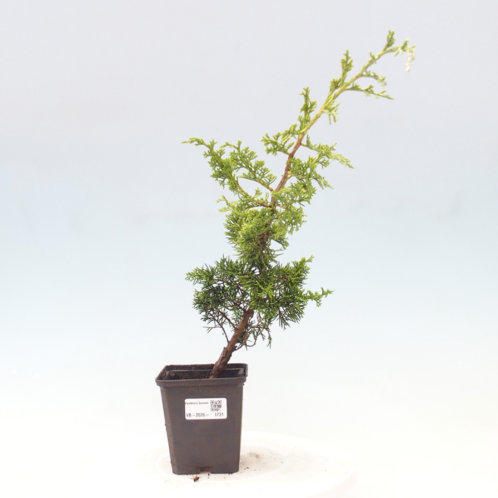 Bonsai für draußen - Juniperus chinensis Itoigawa