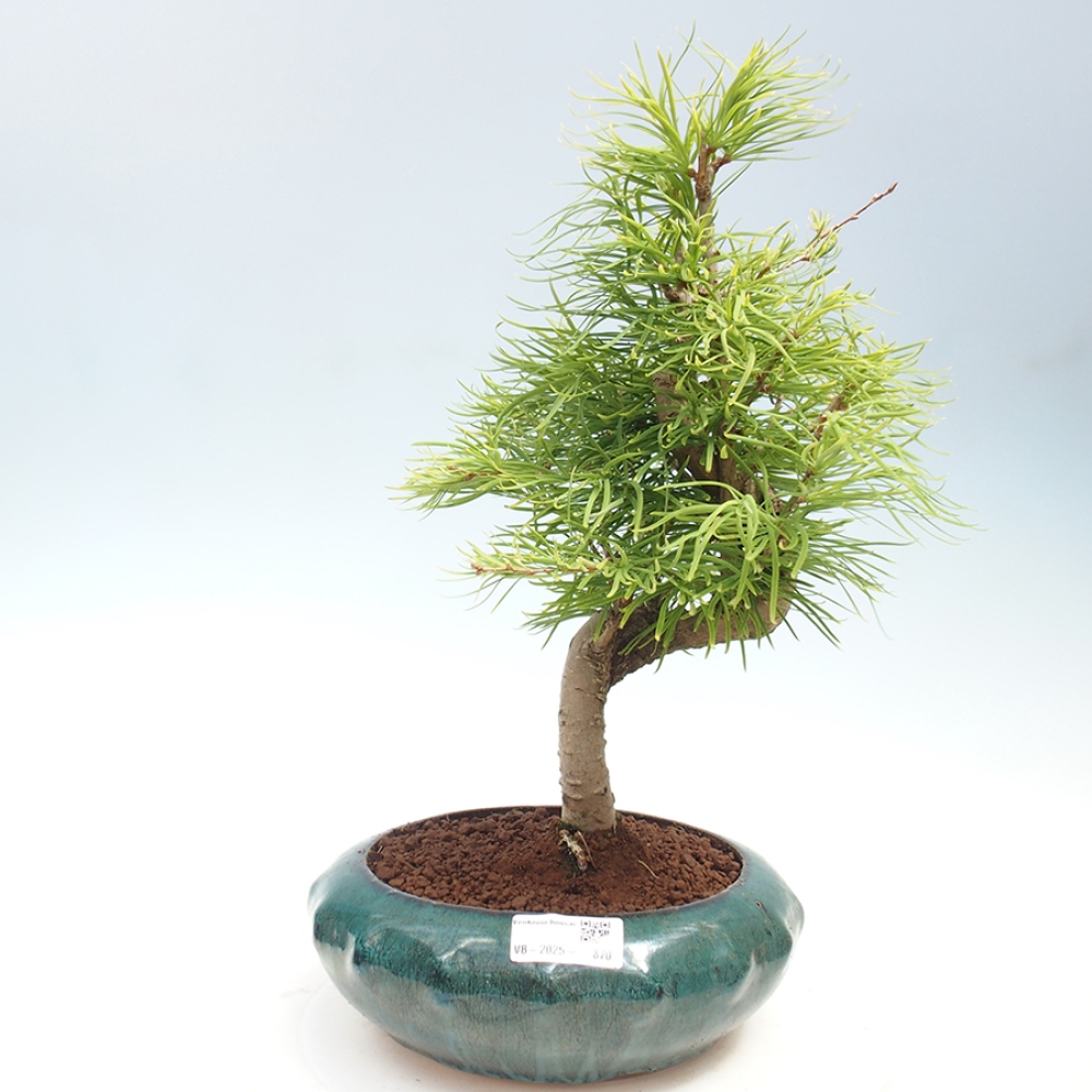 Bonsai im Freien - Löwenzahn - Pseudolarix amabis