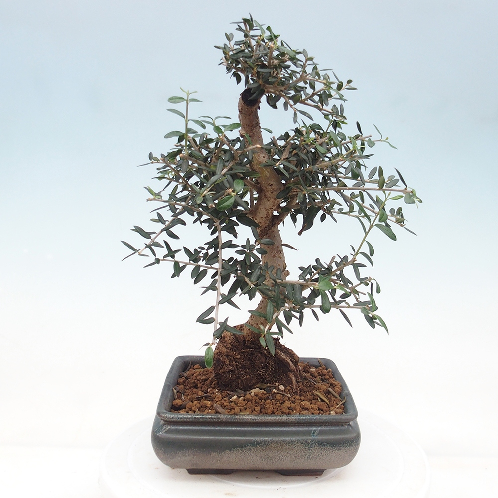 Zimmerbonsai - Olea europaea sylvestris