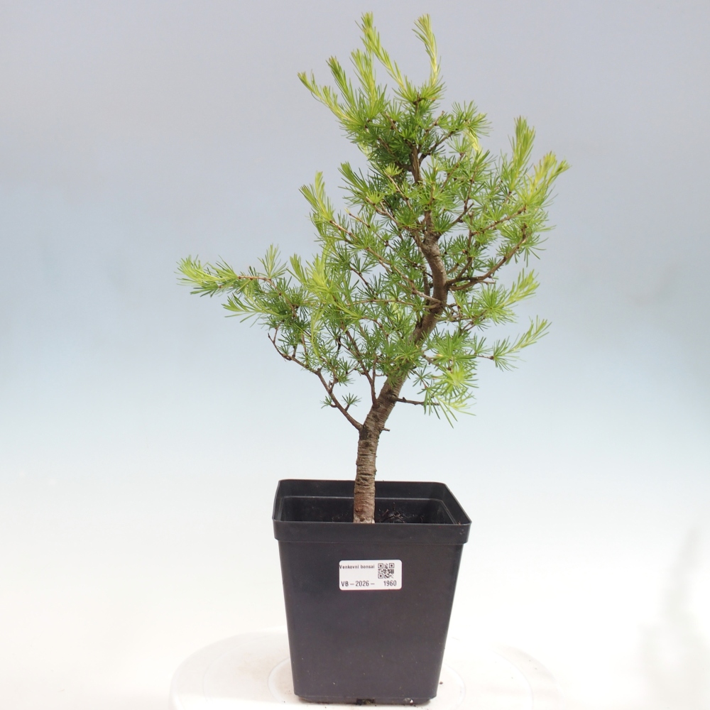 Bonsai für draußen -Larix decidua - Lärche