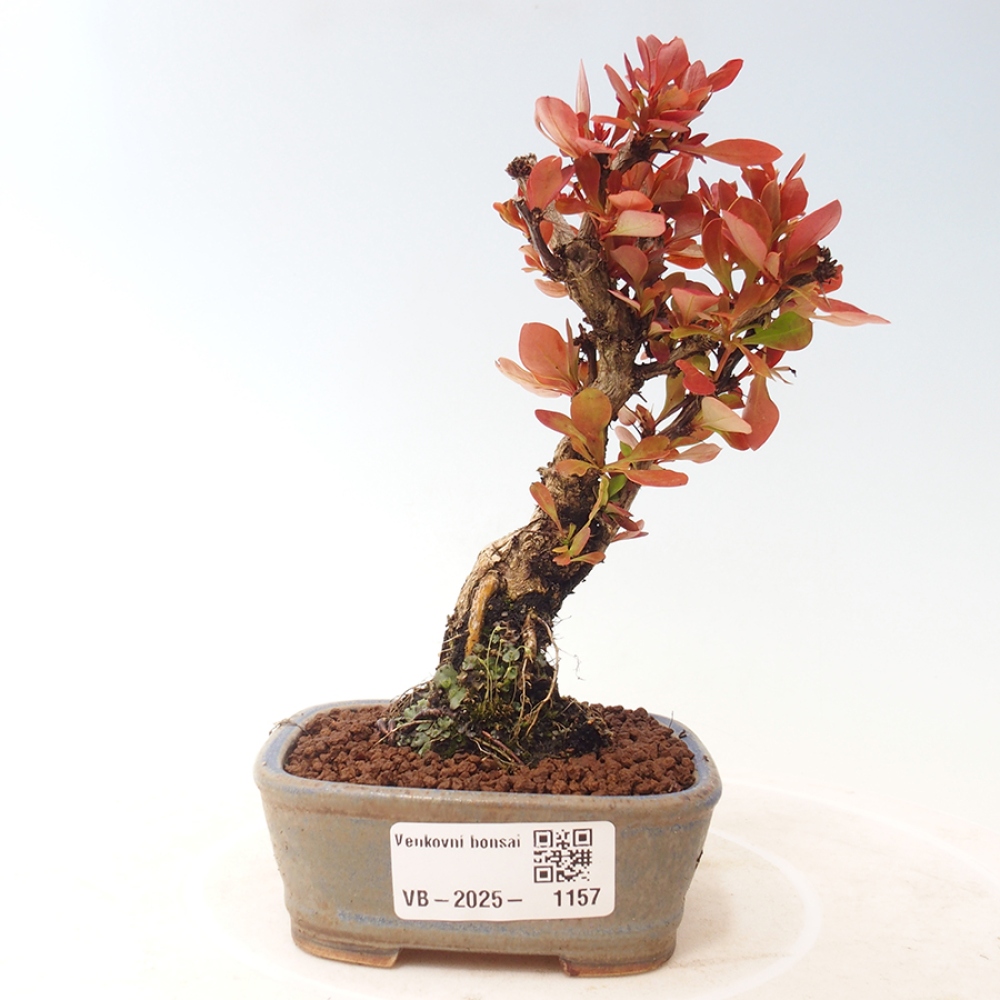 Bonsai im Freien - Berberis thunbergii Kobold - Dřištál Thunberg's