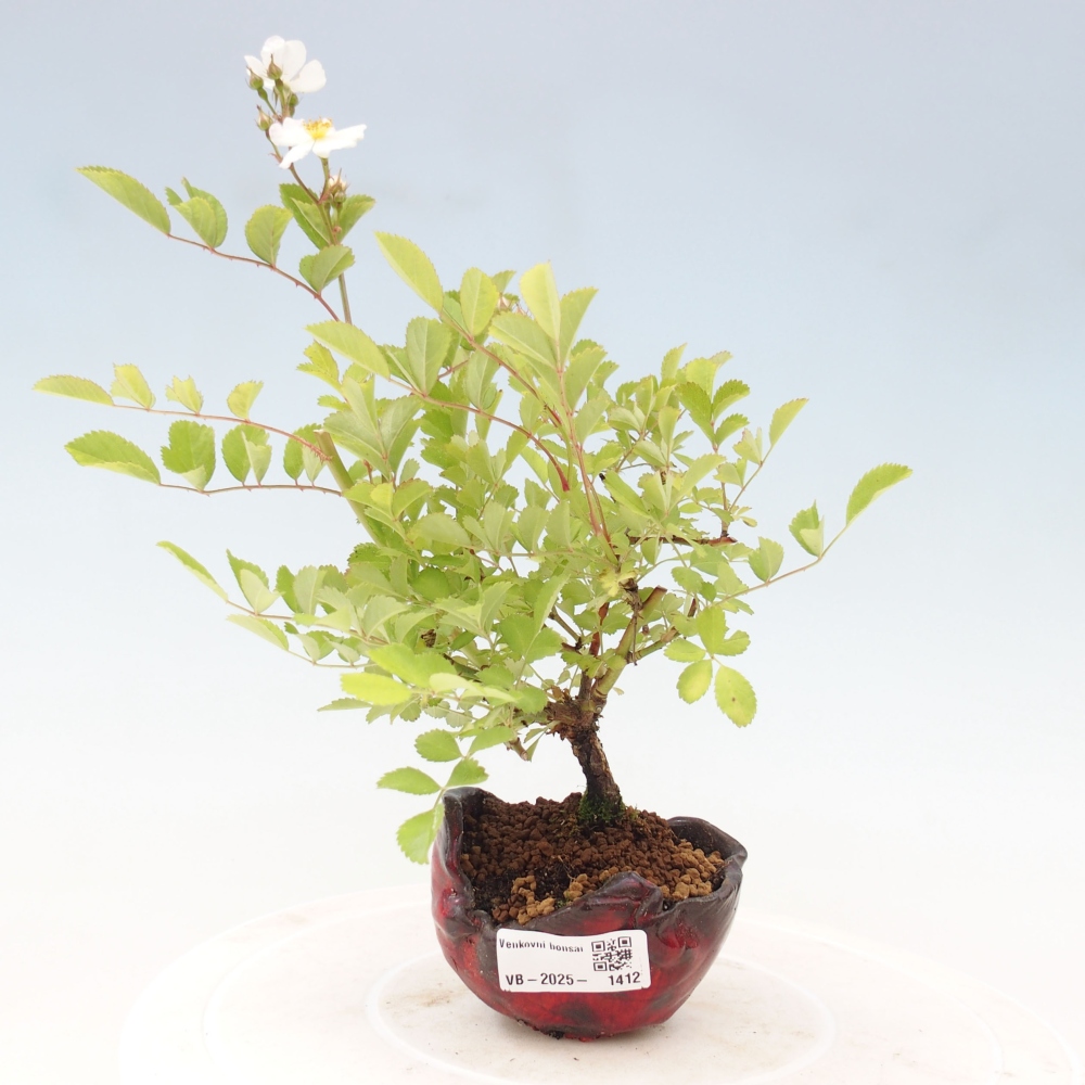 Freilandbonsai - Rosa sp. - kleinblumige Rose