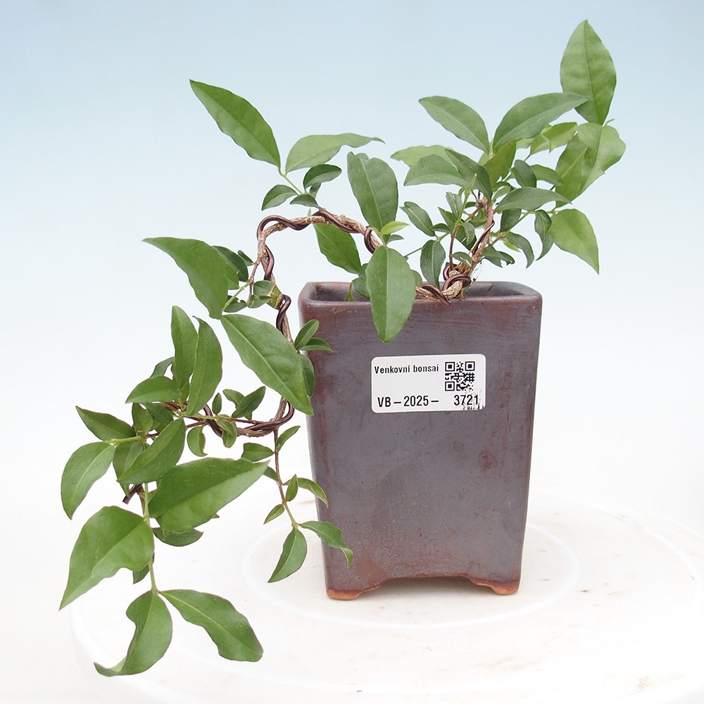 Zimmer Bonsai - Kirsche Malpighia coccigera- Barbdorská