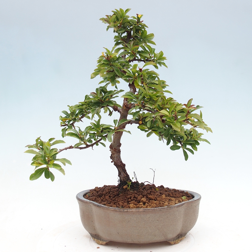 Outdoor Bonsai-Pyracanta Teton -Bäckerei
