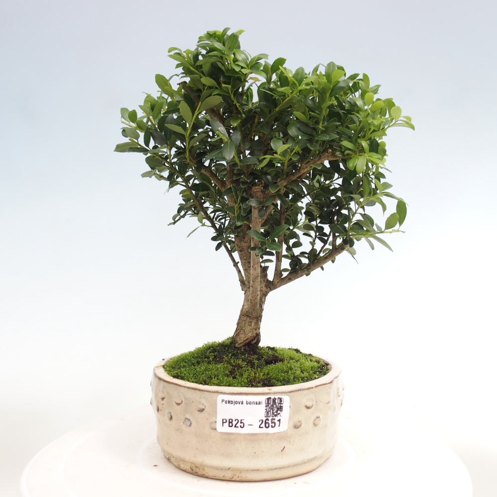 Zimmerbonsai - Ilex crenata - Holly