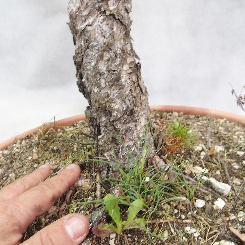 Yamadori - Pinus sylvestris 