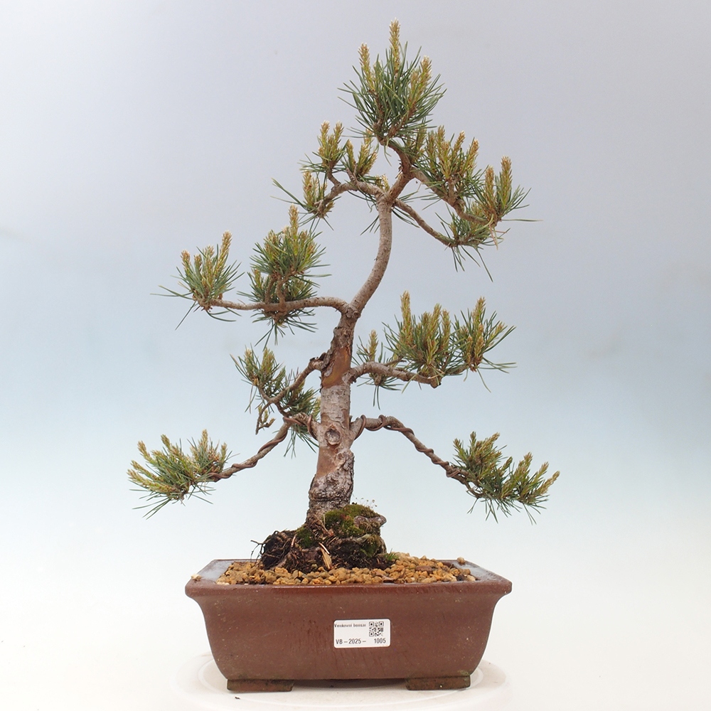 Bonsai im Freien - Pinus Sylvestris - Waldkiefer