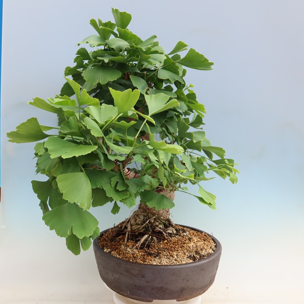 Bonsai für draußen - Ginkgo biloba - Ginkgo biloba
