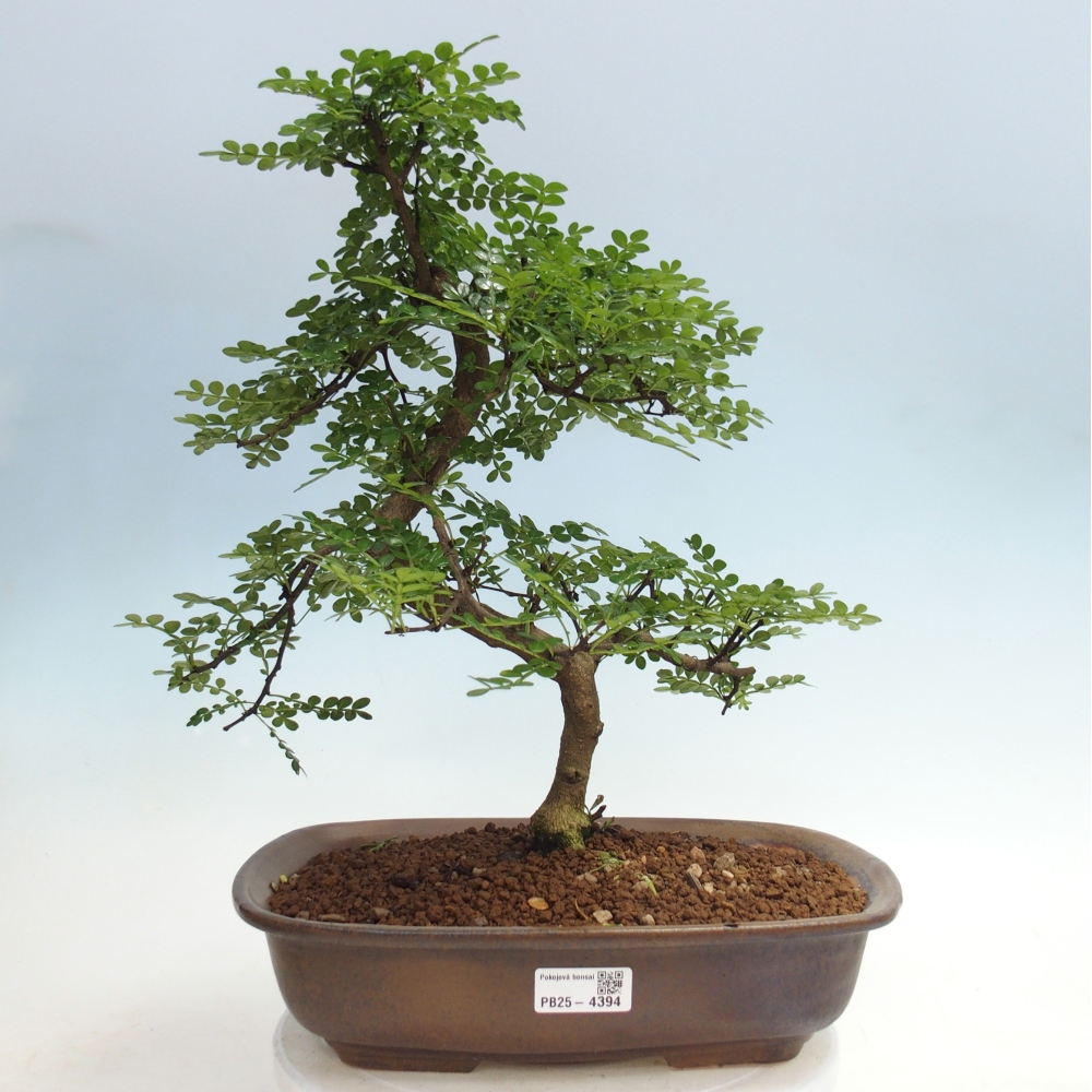 Zimmer Bonsai - Zantoxylum piperitum - Pfefferbaum