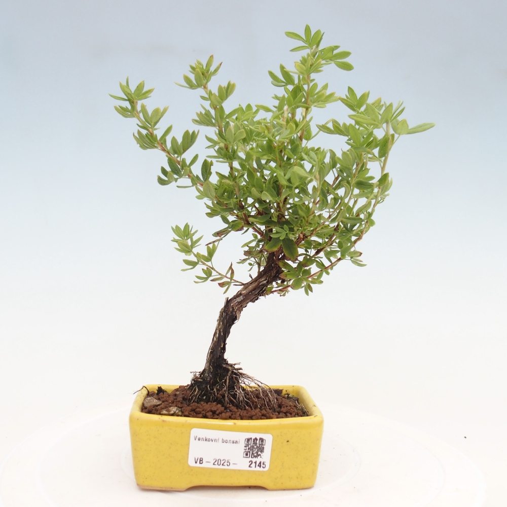 Outdoor-Bonsai-Fingerkraut - Potentila fruticosa gelber Vogel