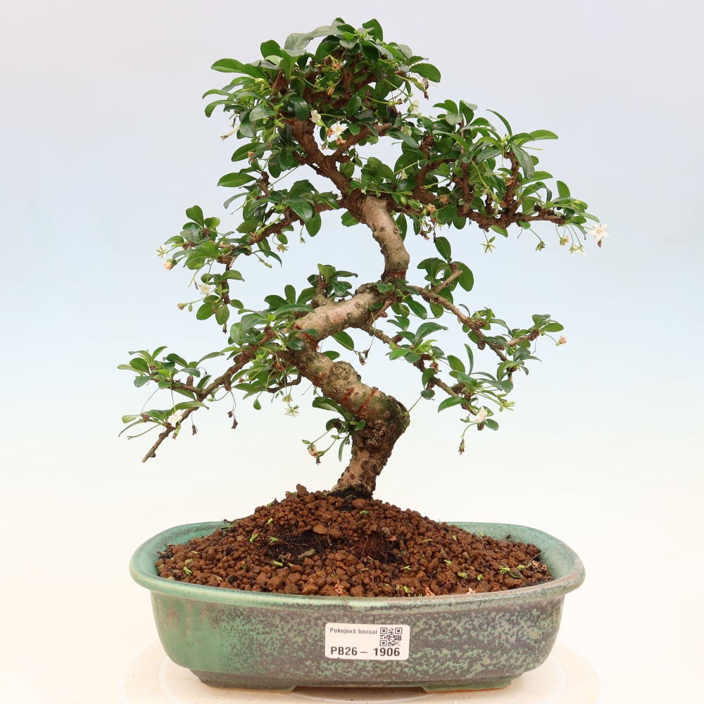 Zimmer-Bonsai - Carmona macrophylla - Tee-Fuki