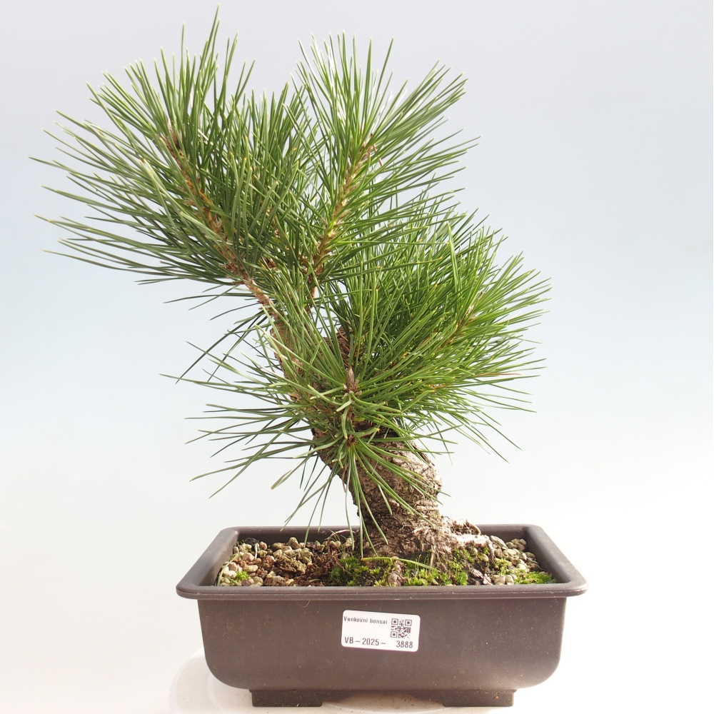 Bonsai für draußen - Pinus thunbergii - Thunberg-Kiefer