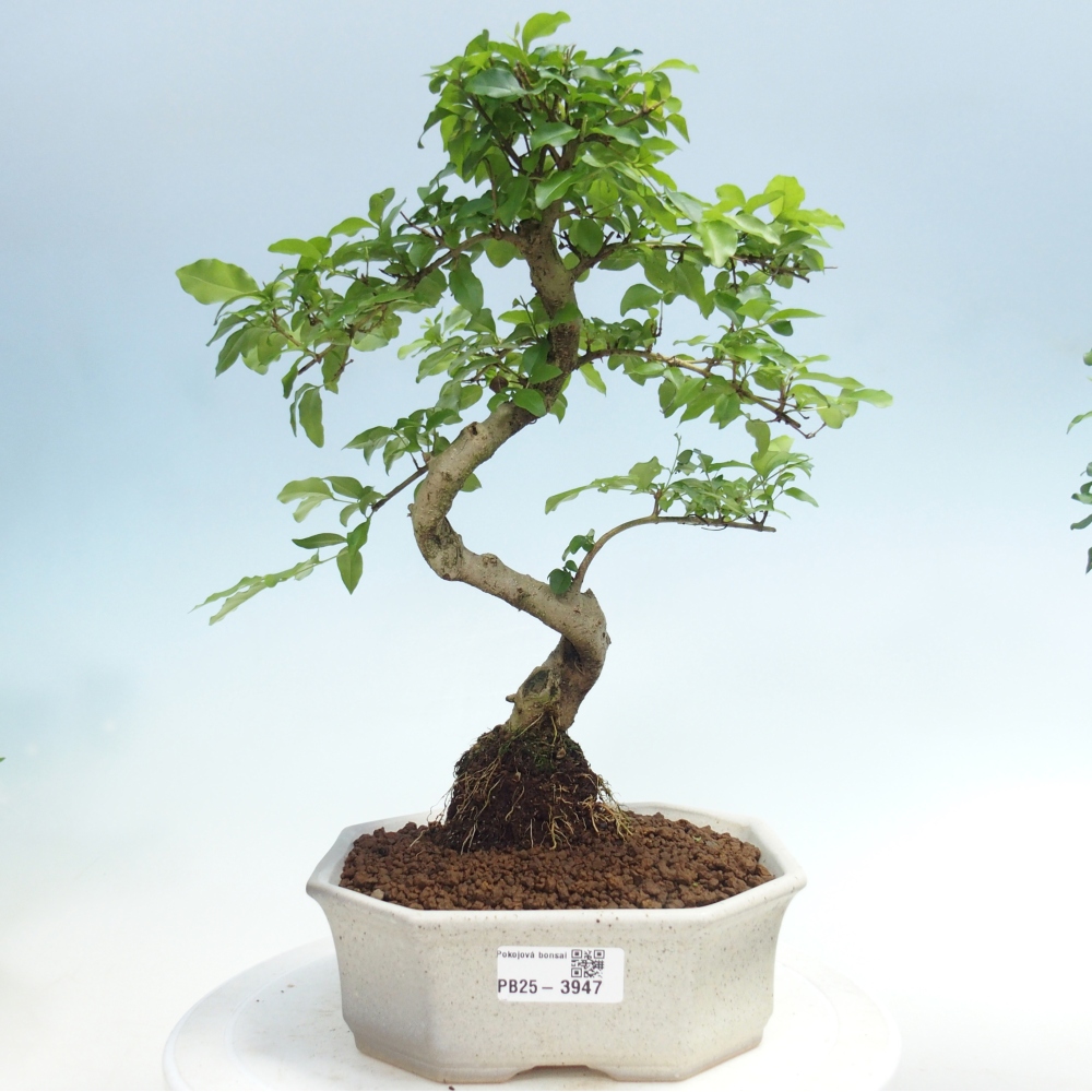 Zimmer Bonsai -Ligustrum chinensis - Vogelschnabel
